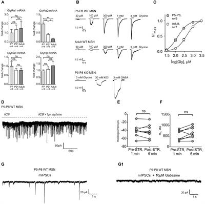 Alpha2-Containing Glycine Receptors Promote Neonatal Spontaneous Activity of Striatal Medium Spiny Neurons and Support Maturation of Glutamatergic Inputs